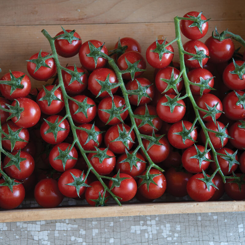 Vente de semis - Tomate, Cerise Rouge
