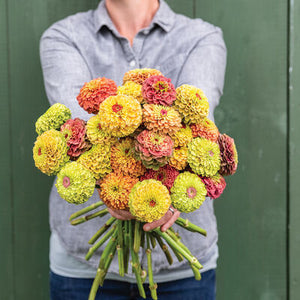 Vente de semis - Fleurs, Zinnia Mix
