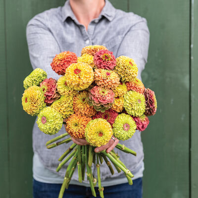 Vente de semis - Fleurs, Zinnia Mix