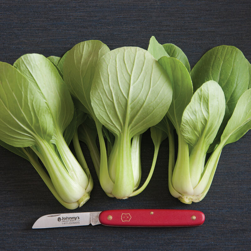 Vente de semis - Mélange à salade