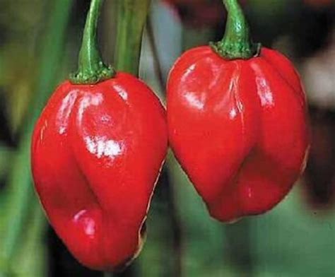 Seedling Sale - Hot Peppers, Habanero
