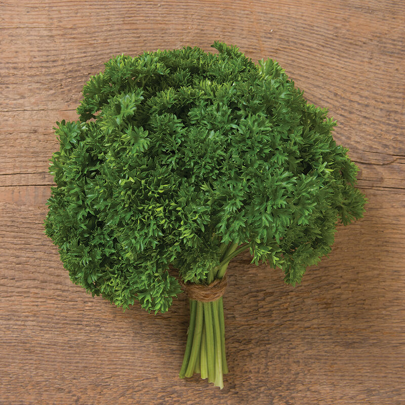 Seedling Sale - Parsley, Curly