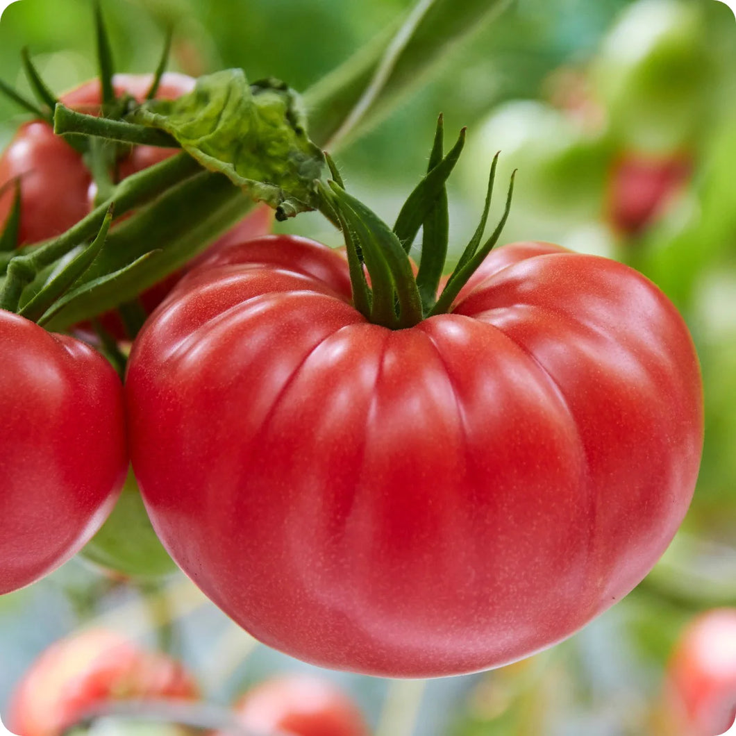 Seedling Sale - Tomato, Brandywine Red Slicer