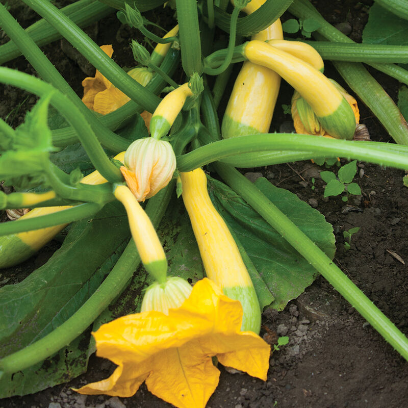 Vente de semis - Courges d'été, courgettes à rayures vertes