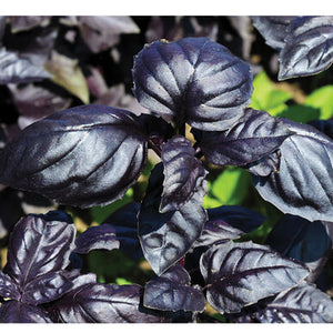 Seedling Sale - Basil, Amethyst Purple