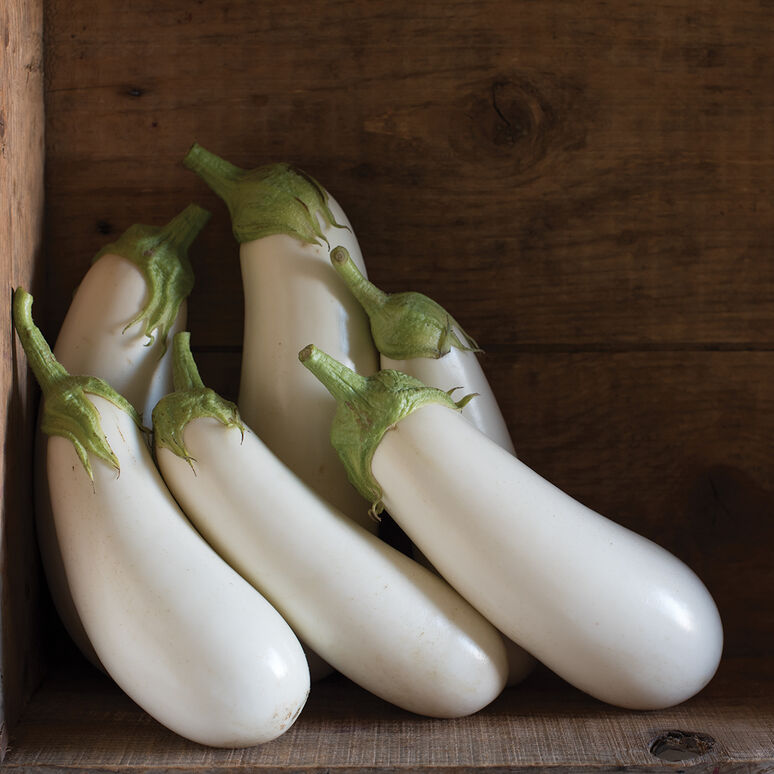 Seedling Sale - Eggplant, White