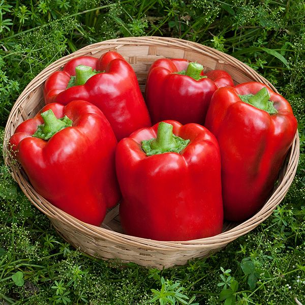 Seedling Sale - Sweet Pepper, Red Bell