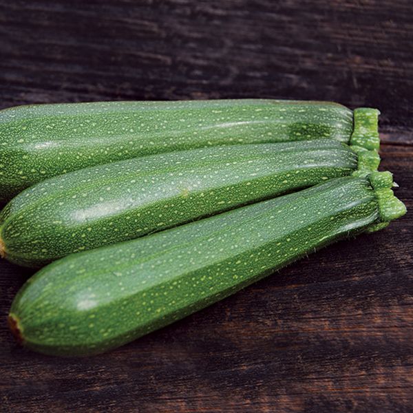 Seedling Sale - Summer Squash, Green Zucchini
