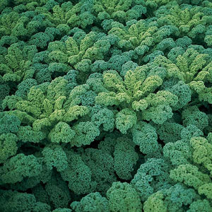Seedling Sale - Kale, Green Curly