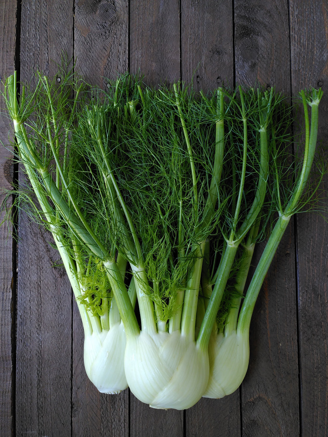 Add On - Fennel (bulbs only)