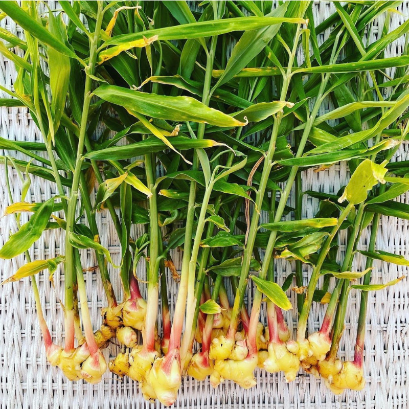 Seedling Sale - Fresh Ginger