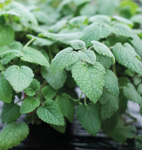 Seedling Sale - Mandarina Orange (Lemon) Balm