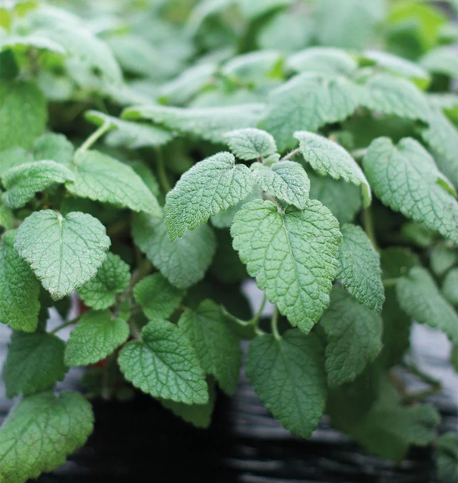 Seedling Sale - Mandarina Orange (Lemon) Balm