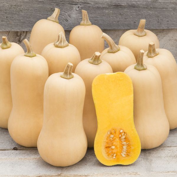 Vente de semis - Courge d'hiver, Butternut