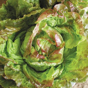 Seedling Sale - Salad Mix