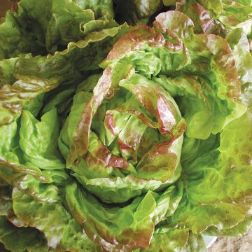 Seedling Sale - Salad Mix