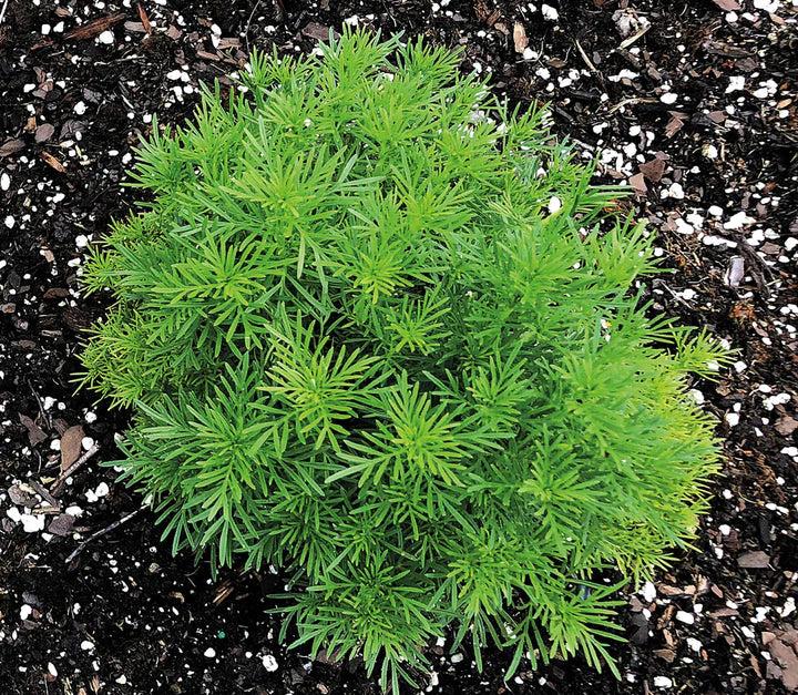 Seedling Sale - Mexican Marigold