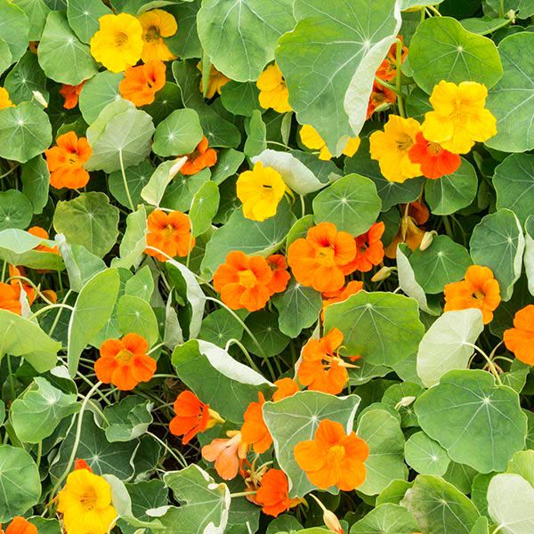 Seedling Sale - Flowers, Nasturtium Mix