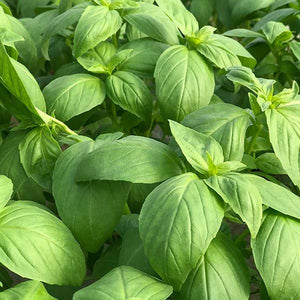 Seedling Sale - Basil, Green Genovese