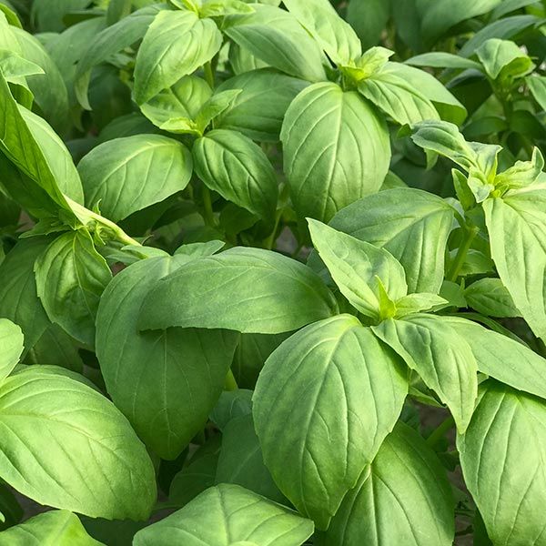 Seedling Sale - Basil, Green Genovese