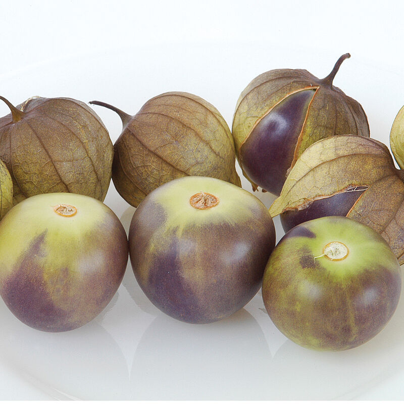 Vente de semis - Tomatillo violet