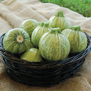 Vente de semis - Courges d'été, Ronde De Nice