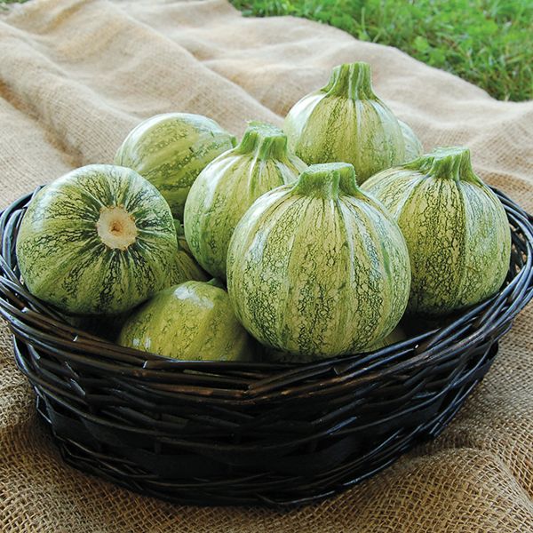 Vente de semis - Courges d'été, Ronde De Nice