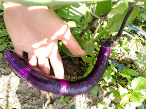 Add On - Japanese String Eggplant