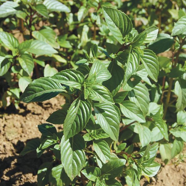 Seedling Sale - Basil, Thai