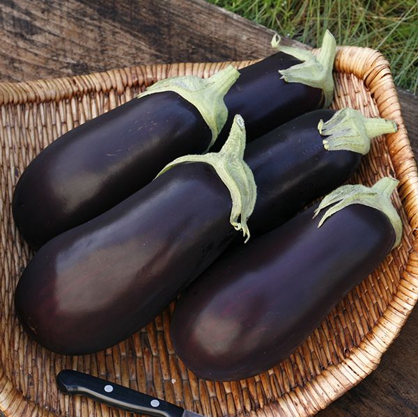 Vente de semis - Aubergine violette italienne