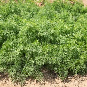 Seedling Sale - Dill