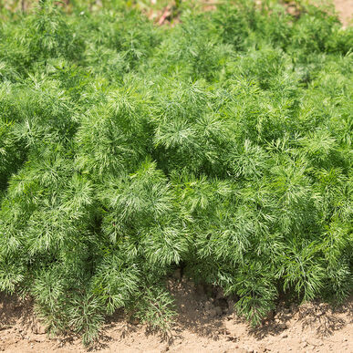 Seedling Sale - Dill