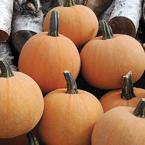Seedling Sale - Winter Squash, Luxury Pumpkin