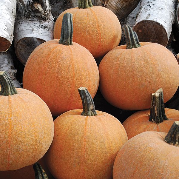 Seedling Sale - Winter Squash, Luxury Pumpkin