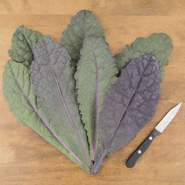 Vente de semis - Chou frisé, bleu/violet