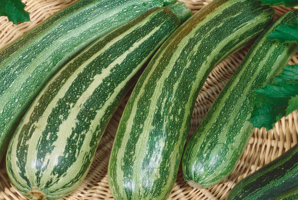 Seedling Sale - Summer Squash, Green Striped Zucchini