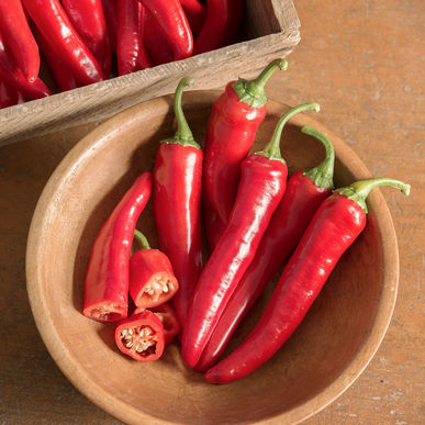 Vente de plants de piments forts et de cayenne